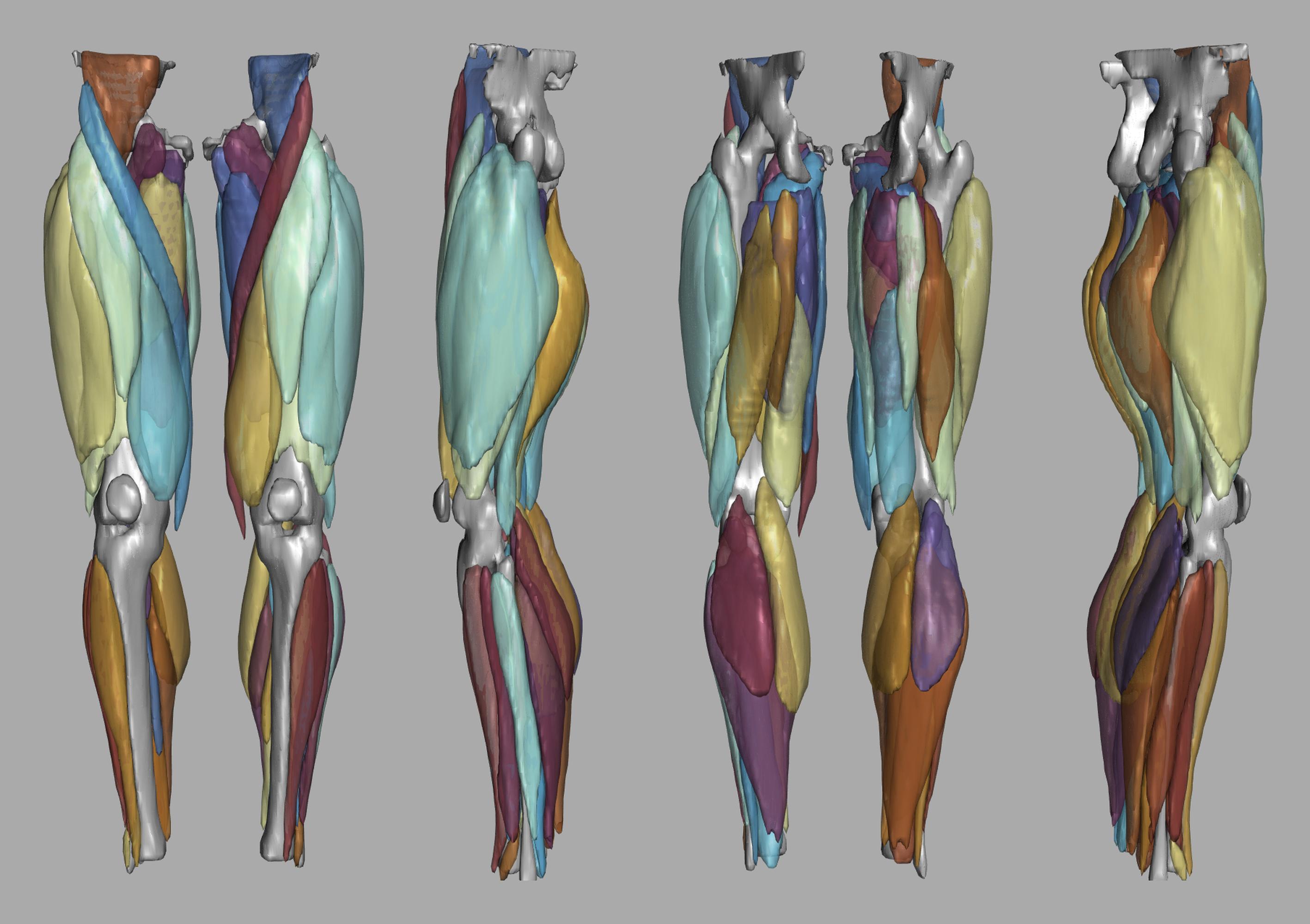 3D render of automated muscle segmentation labels generated using a CNN UNET.